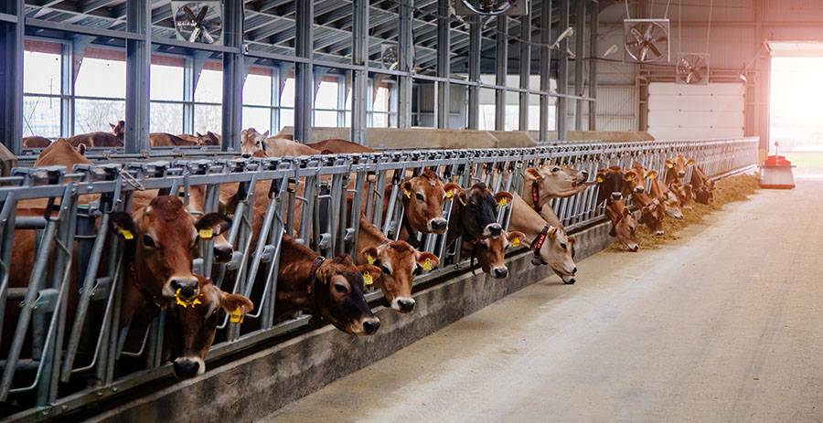Groups ask Court of Appeals to review dairy expansion decision